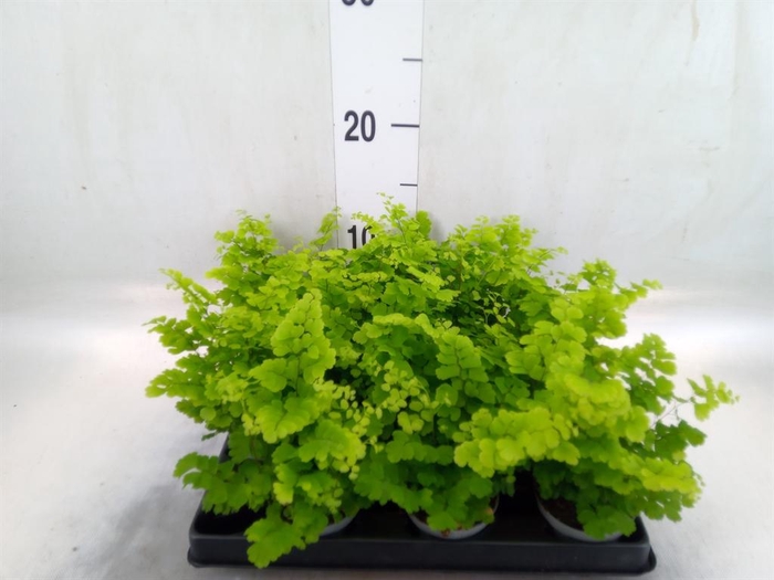 <h4>Adiantum raddi. 'Fritz-Luthi'</h4>