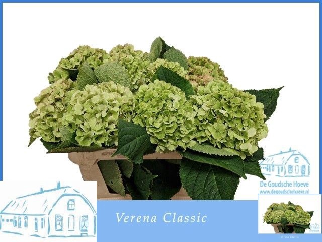 <h4>HYDR M CH VERENA CL</h4>
