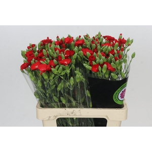 Dianthus Sp Symply Love