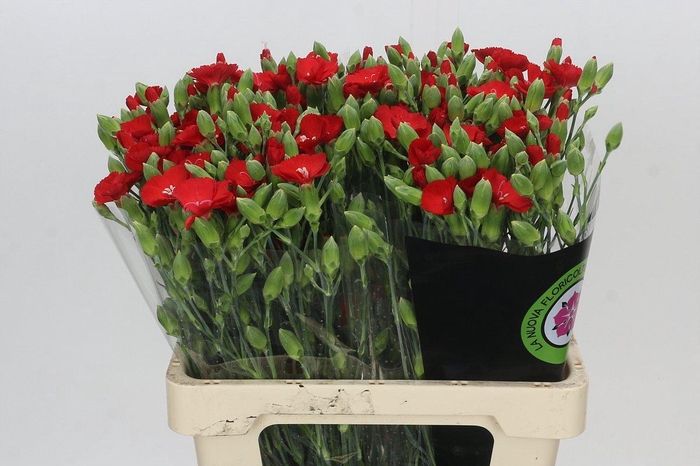 Dianthus Sp Symply Love