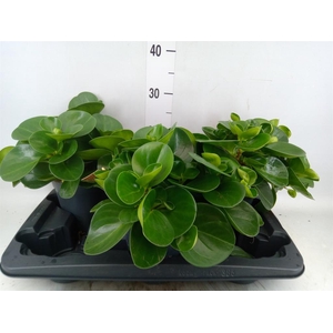 Peperomia obt. 'Green Gold'
