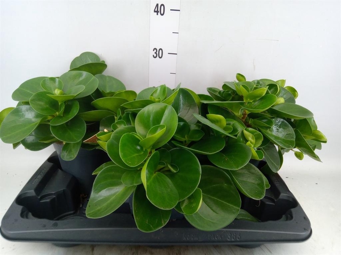 <h4>Peperomia obt. 'Green Gold'</h4>