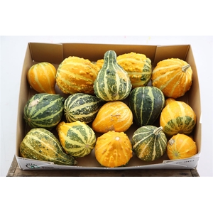 Sier Cuc P Groen Yellow Pear New