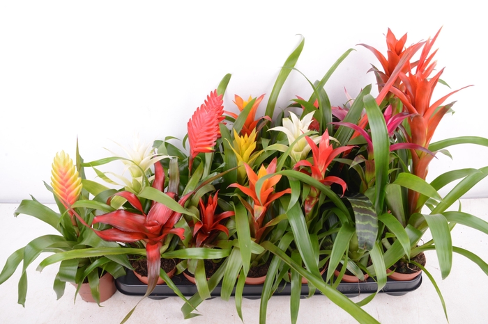 <h4>BROMELIA GEM 15 SRT</h4>