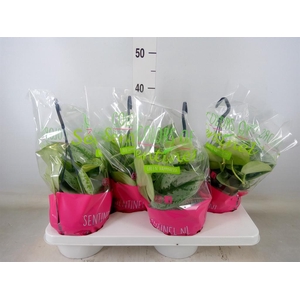 Scindapsus pictus 'Trebie'