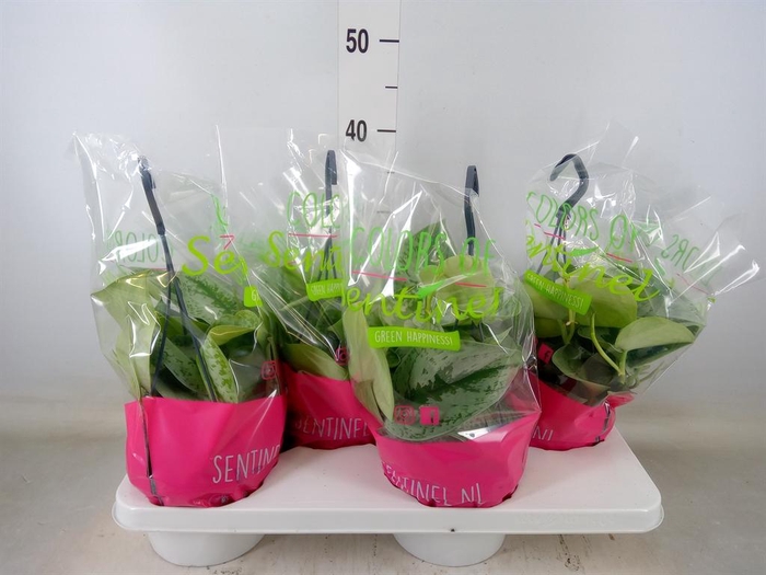 <h4>Scindapsus pictus 'Trebie'</h4>