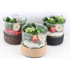 arr2 PL - Glas cilinder touw x3 mix