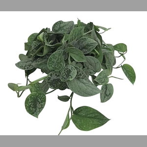 SCIND PICT SILVE ANN