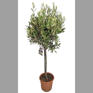OLEA EUROPAEA