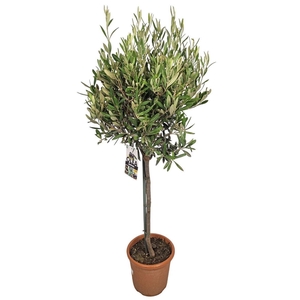 OLEA EUROPAEA
