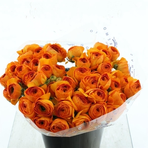 Ran Su Sr Lambada Orange Super