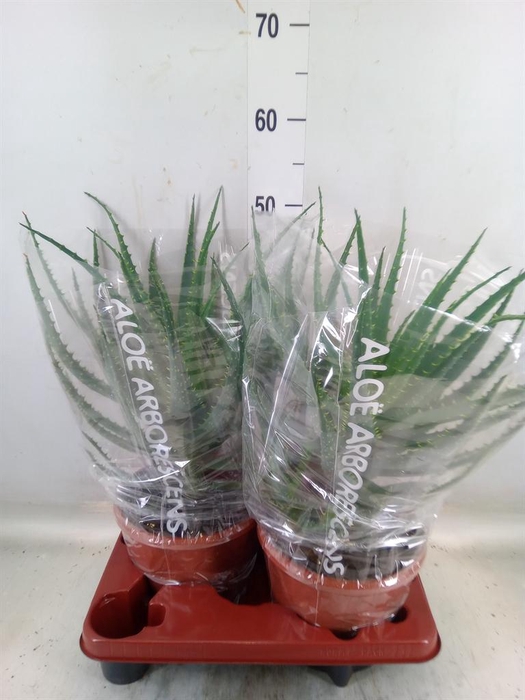 <h4>Aloe arborescens</h4>