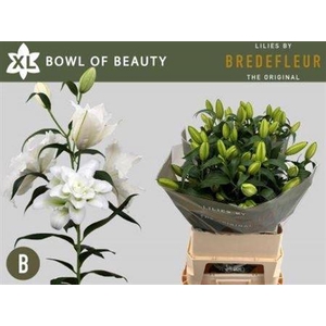 Li Or Du Bo Of Beauty