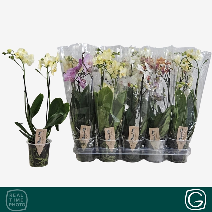 <h4>PHAL MF GEM 4 KL</h4>
