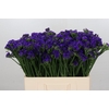 Limonium Navy Sun Birds