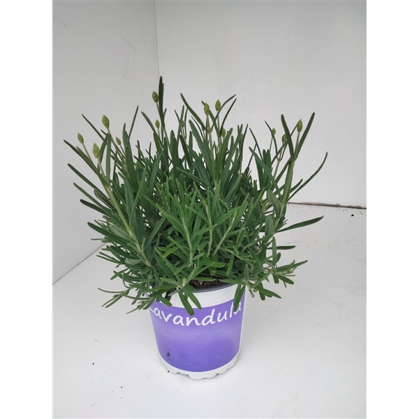 <h4>Lavendel Lavandula Hidcote blue blauw</h4>