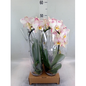 Phalaenopsis  'Elegant Cascade'