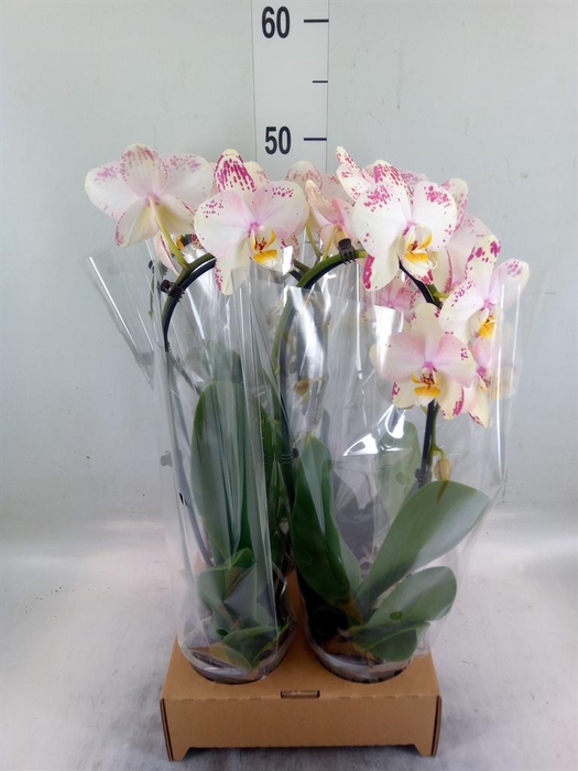 <h4>Phalaenopsis  'Elegant Cascade'</h4>