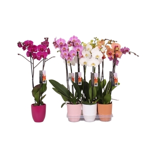 Phalaenopsis mix, 2-spike Ton sur ton Ceramics