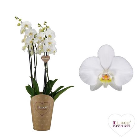 <h4>Phal White Ant Leeds Duetto 4 Tak</h4>