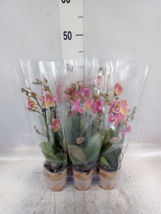 Phalaenopsis multi.   ...rose