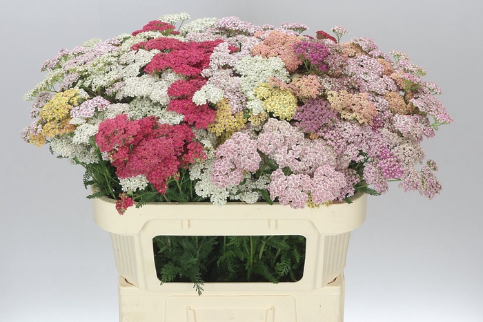 <h4>Achillea Mix</h4>