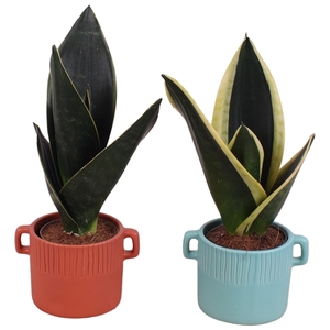 Sansevieria mix Ø09cm in Ø14cm Ceramic EV463