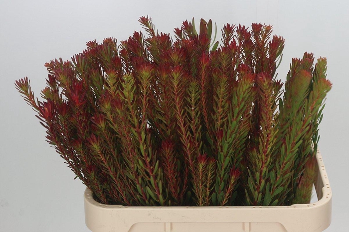 Leucadendron Safari Sunset Spray