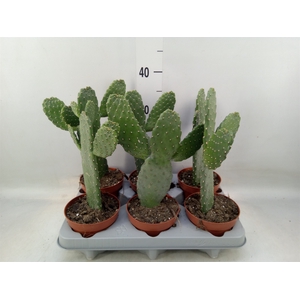 Opuntia