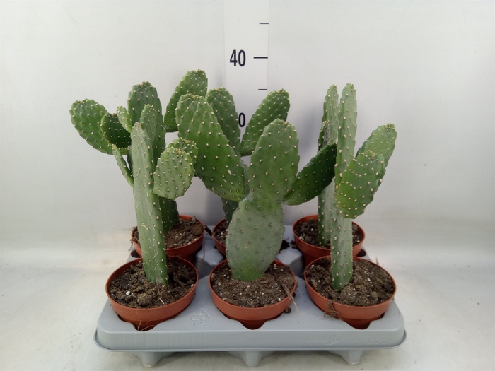 <h4>Opuntia</h4>