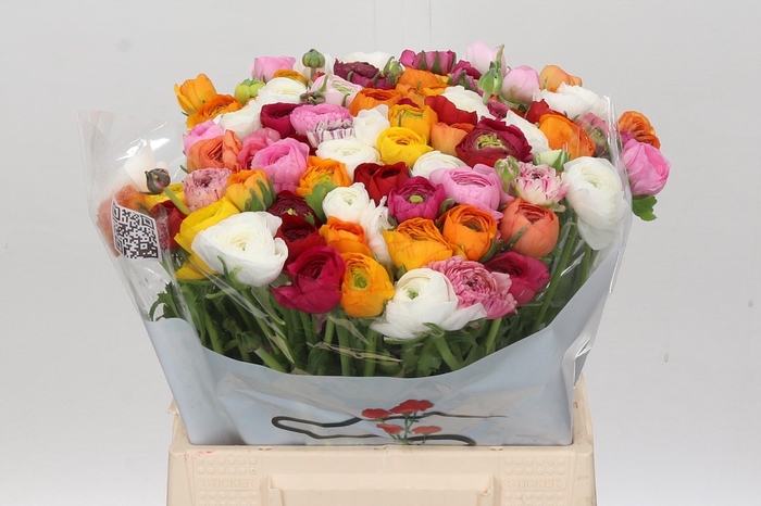Ranunculus Elegance Mix Rainbow (min 20 buckets)