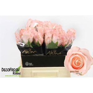 Rosa Baby Doll