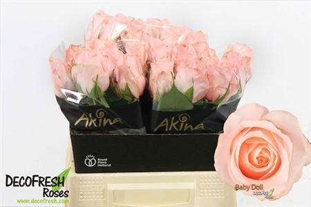 <h4>Rosa Baby Doll</h4>