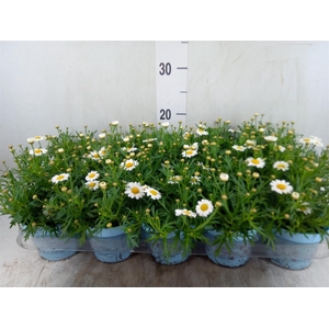Argyranthemum  'La Rita Comp White'