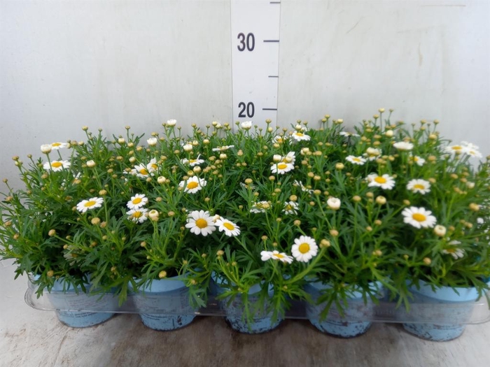 <h4>Argyranthemum  'La Rita Comp White'</h4>