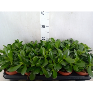 Crassula ovata
