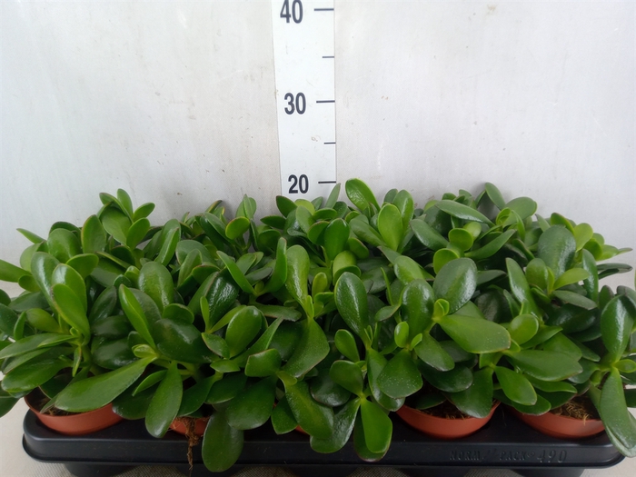<h4>Crassula ovata</h4>