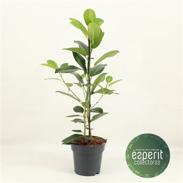 <h4>Ficus microcarpa Fuji</h4>