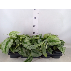 Scindapsus pictus 'Trebie'