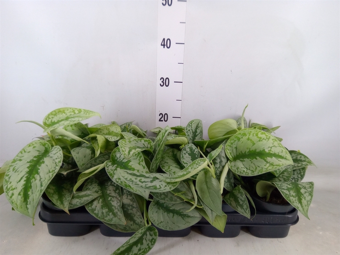 <h4>Scindapsus pictus 'Trebie'</h4>