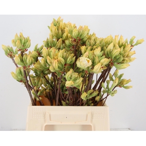 RHODODENDRON