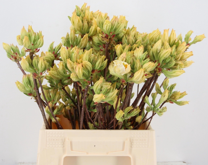 <h4>RHODODENDRON</h4>