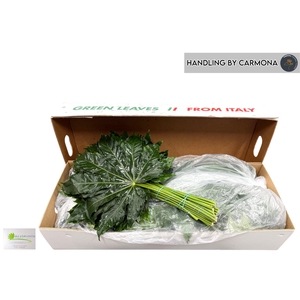 FATSIA JAPONICA BLAD