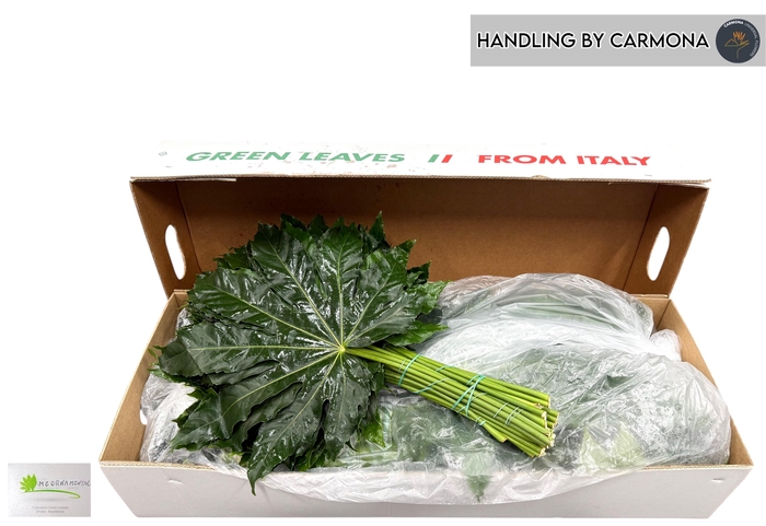 <h4>FATSIA JAPONICA BLAD</h4>