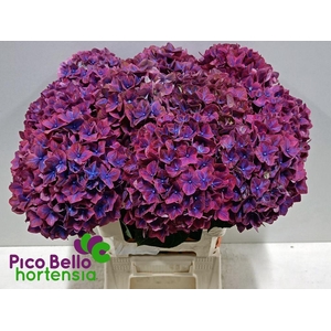 Hydrangea amber