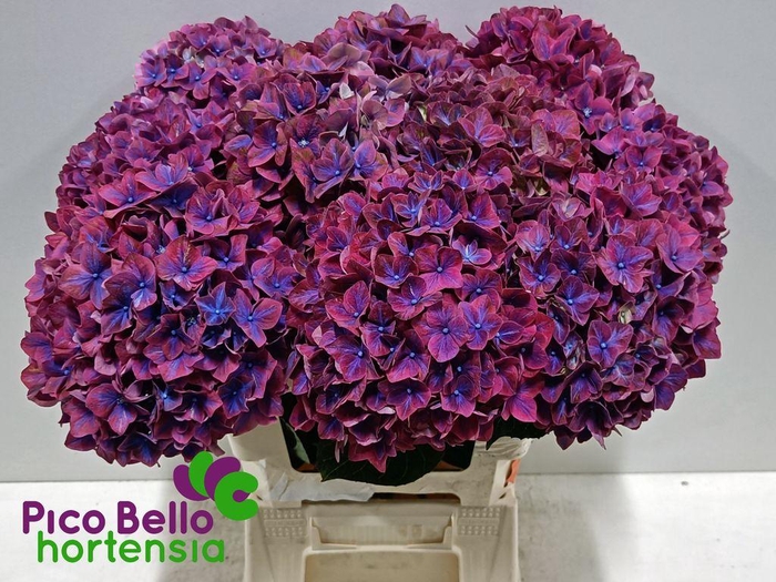 <h4>Hydrangea amber</h4>