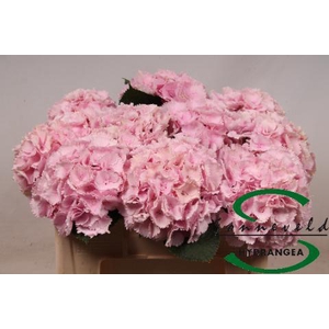 Hydrangea lollipop pink