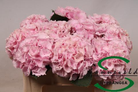 <h4>Hydrangea lollipop pink</h4>