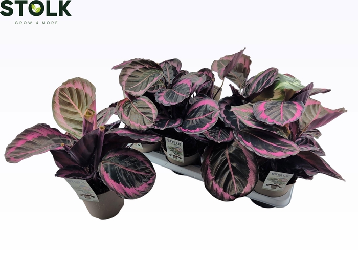 <h4>CALAT ROSEO SURPSTAR</h4>
