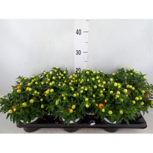 Solanum pseudocapsicum